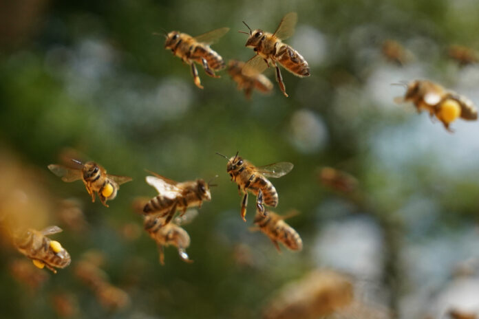 Ein aggressiver Bienenschwarm in Nahaufnahme