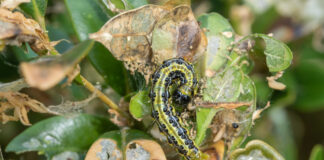 Ein Buchbaumzünsler windet sich auf einem bereits zerstörten Blatt