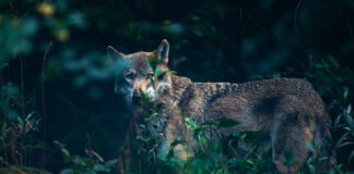 Eurasischer Wolf hinter Büschen im Wald