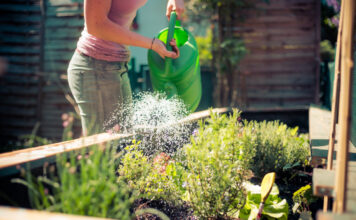 Eine Frau gießt ein Hochbeet im Sommer.