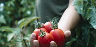 Mann hält einen Haufen frisch gesammelter Tomaten