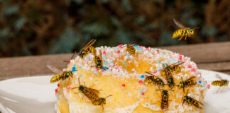Welche Hausmittel helfen bei einem Wespenstich? Wir zeigen, was für sofortige Linderung sorgt.