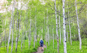 Eine Person macht einen Spaziergang durch einen Wald mit Birken