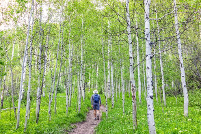 Eine Person macht einen Spaziergang durch einen Wald mit Birken, die zu beiden Seiten in großer Anzahl hoch in den Himmel hineinragen.
