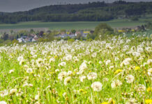 Eine Wiese mit vielen Pusteblumen mit einem Dorf im Hintergrund