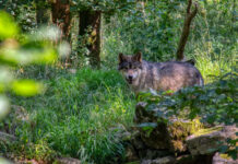 Ein grau-brauner Wolf steht allein in einem dichten grünen Wald voller grüner Büsche und Bäume. Die Sonne scheint knapp auf die Wiese und der Wolf schaut interessiert in die Kamera des Fotografen.
