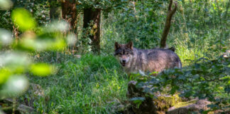 Ein grau-brauner Wolf steht allein in einem dichten grünen Wald voller grüner Büsche und Bäume. Die Sonne scheint knapp auf die Wiese und der Wolf schaut interessiert in die Kamera des Fotografen.