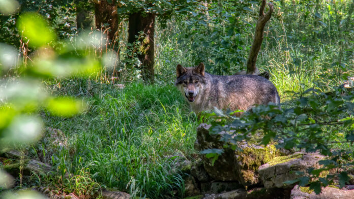 Ein Wolf steht allein in einem Wald voller grüner Büsche und Bäume