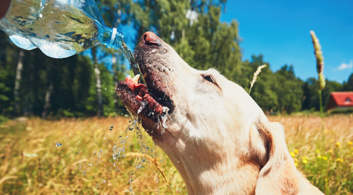Ein durstiger Hund trinkt Wasser aus einer Plastikflasche an einem schönen Sommertag.
