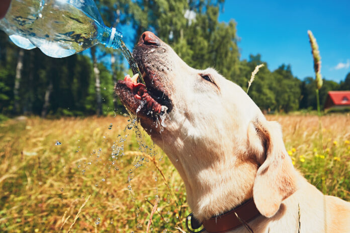 Ein durstiger Hund trinkt Wasser aus einer Plastikflasche an einem schönen Sommertag.