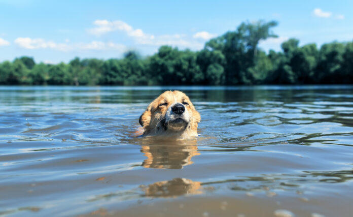 Ein Hund schwimmt bei sonnigem Wetter im Sommer in einem Badesee oder Baggersee
