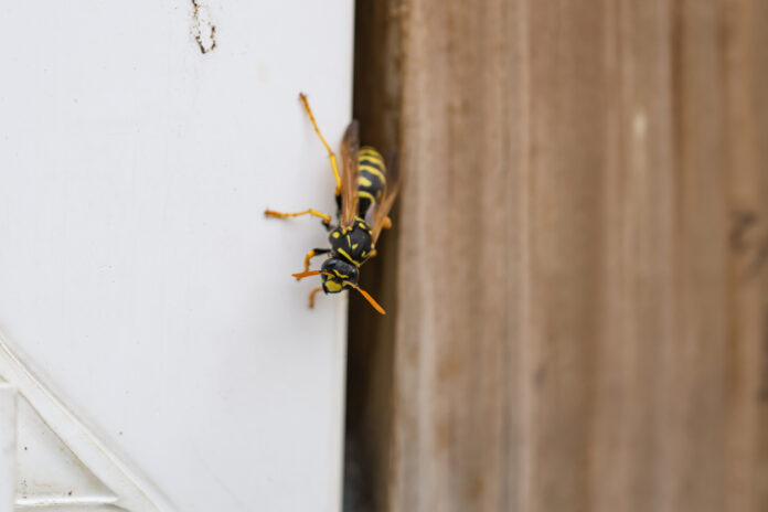 Eine Wespe krabbelt an einer Türöffnung entlang.