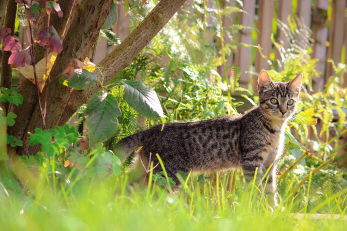 Eine Katze ist als Freigänger draußen in der Natur unterwegs