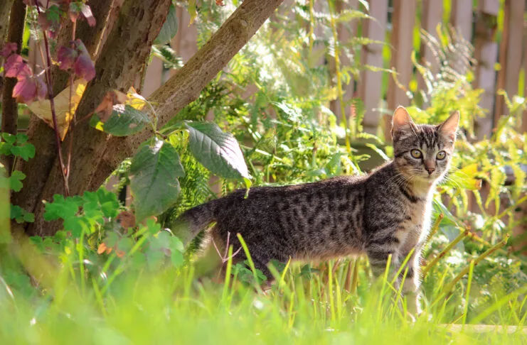 Katze, Kastration, Kastrationspflicht, Katzenverordnung, Karlsruhe, Streuner, Tierschutz, Tierleid, Freigänger, Haustier Eine Katze ist als Freigänger draußen in der Natur unterwegs und erkundet die Gegend. Sie befindet sich im hohen Gras unter einem Baum. Es herrscht eine idyllische Stimmung in der Natur.