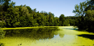 Ein See voller Grünalgen an einem Sommertag.