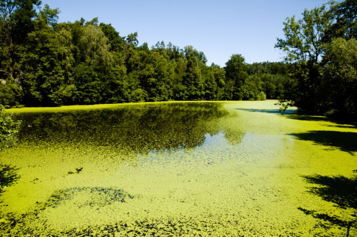 Ein See voller Grünalgen an einem Sommertag.
