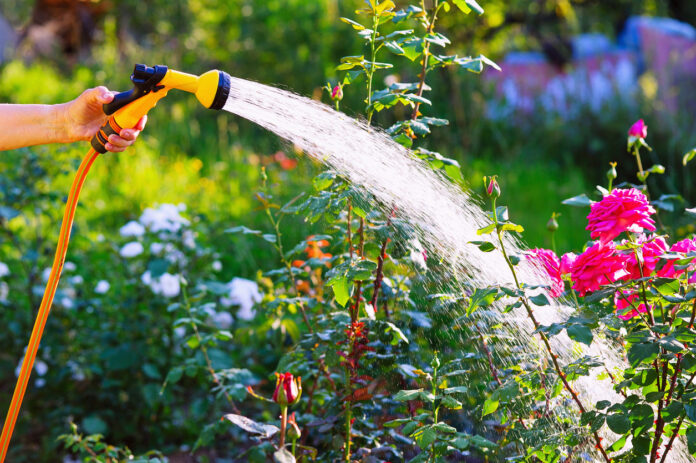 Eine Frau gießt Blumen im Garten. Dazu hält sie einen orangefarbenen Gartenschlauch mit Sprühaufsatz in ihrer Hand. Sie verteilt das Wasser im bunten Garten über blühenden Pflanzen, Sträuchern und Blumen. Es ist ein warmer Tag.