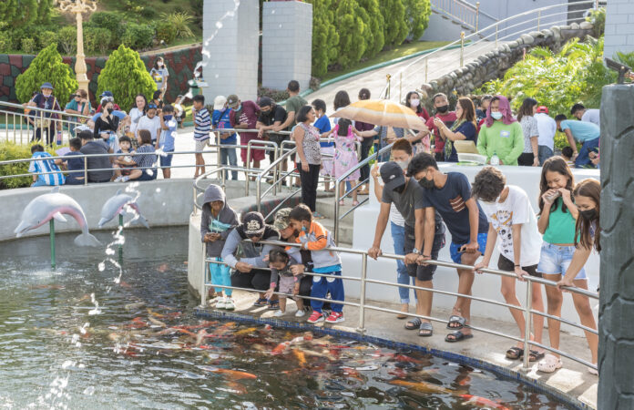 Touristen füttern in einem Freizeitpark Koikarpfen im Wasser