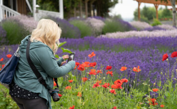 Eine junge Frau fotographiert mit ihrem Handy eine Wiese mit roten und lila farbenen Blumen