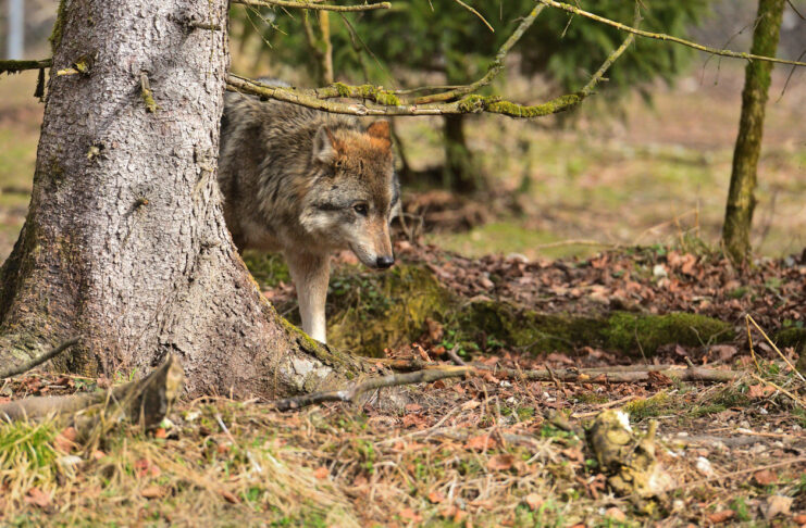Wolf hinter einem Baum