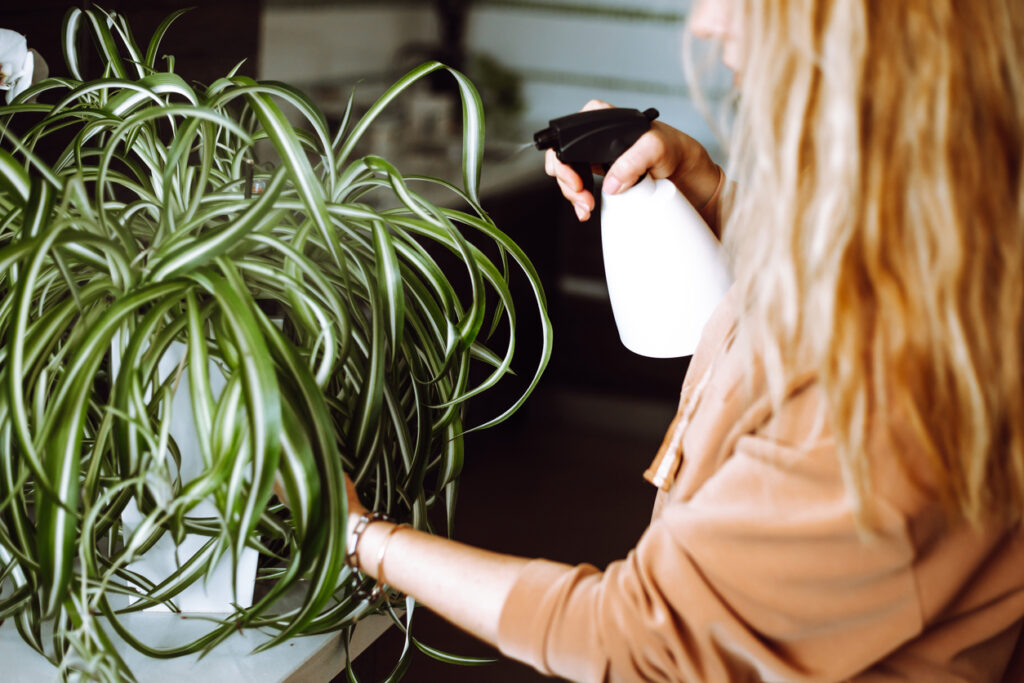 Luftreinigende Pflanzen wie die Grünlilie oder der Bogenhanf können dazu beitragen, die Luftqualität in Innenräumen zu verbessern, indem sie Schadstoffe absorbieren und Sauerstoff freisetzen.