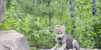 Ein junger Wolf sitzt auf einem Stein im Wald.