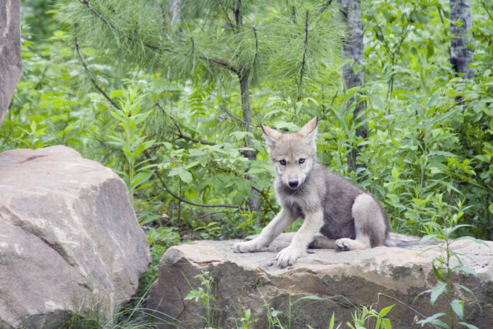 Ein junger Wolf sitzt auf einem Stein im Wald.
