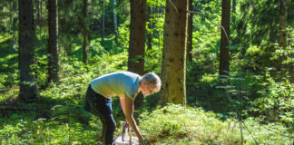 Eine Frau sammelt Beeren im Wald.