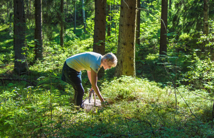 Eine Frau sammelt Beeren im Wald.