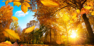 Ein Herbstag im Wald mit goldenen Blättern.