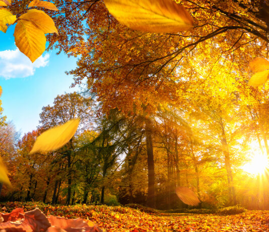 Ein Herbstag im Wald mit goldenen Blättern.