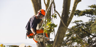 Ein Bauarbeiter sitzt in der Krone eines Baumes und führt Baumfällarbeiten durch, er schneidet die Äste ab