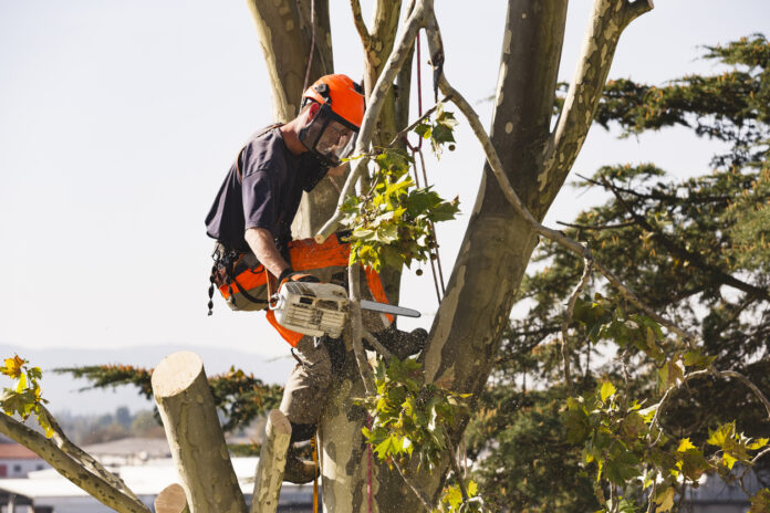 Ein Bauarbeiter sitzt in der Krone eines Baumes und führt Baumfällarbeiten durch, er schneidet die Äste ab