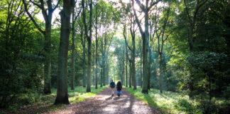 Ein Mann und eine Frau gehen in einem Wald auf einem vorgegebenen Weg spazieren. Die Sonne scheint durch die grünen Blätter der Bäume. Die beiden tragen Jacken. Es ist wohl Frühling.