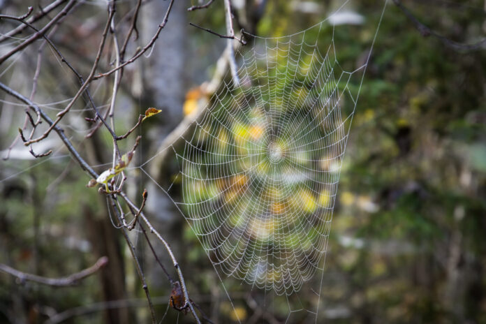 Ein Spinnennetz hängt zwischen dem Geäst.
