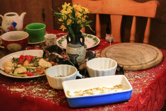 Auf einem Tisch mit Essensresten fressen Mäuse.