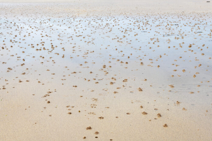 Viel Ungeziefer und Würmer im Sand an einem Strand.