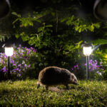Ein Igel schleicht in der Nacht durch einen Garten