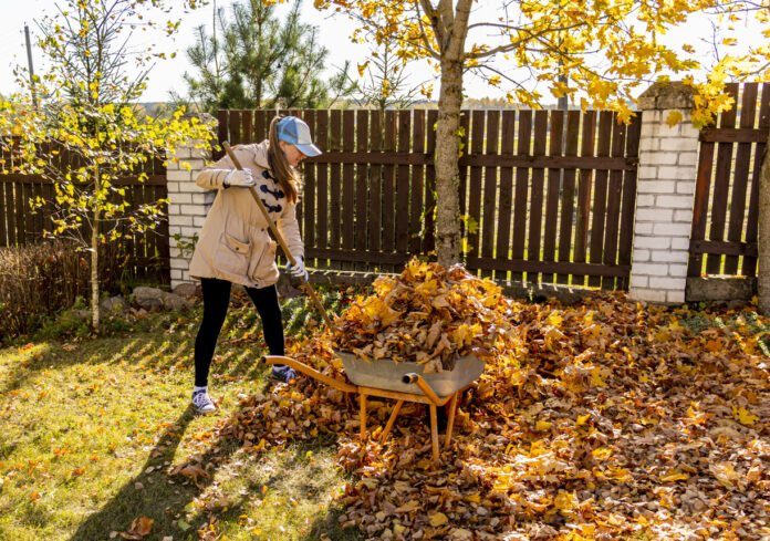 Eine Frau im Garten bei der Gartenarbeit im Herbst. Die Frau räumt einen großen Haufen Laubblätter zusammen, um Ordnung zu schaffen. Im Hintergrund ein Gartenzaun aus Holz.