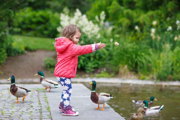 Ein kleines Mädchen steht am Wasser in einem Park und füttert Enten.
