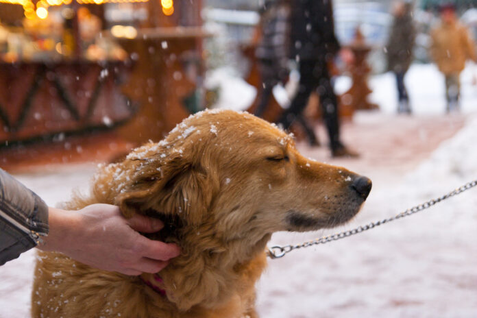 Ein Hund sitzt im Schnee an einer Leine und wird gestreichelt.