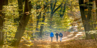 Drei Spaziergänger sind unterwegs auf einem Waldweg in der Natur