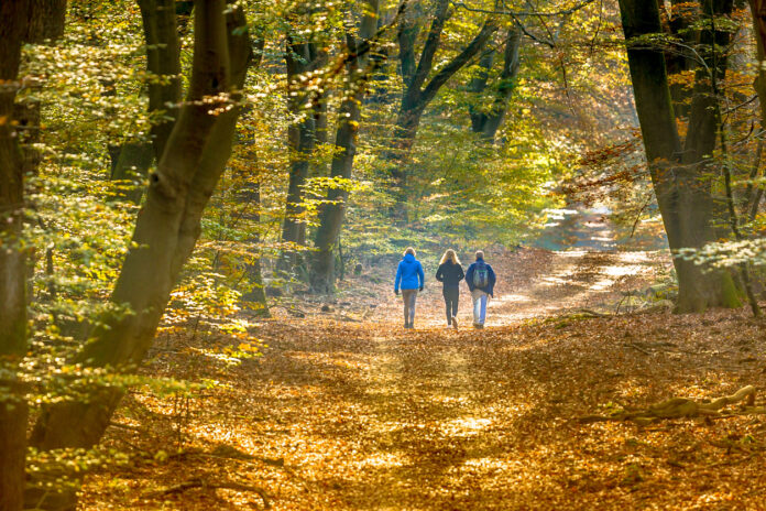 Drei Spaziergänger sind unterwegs auf einem Waldweg in der Natur