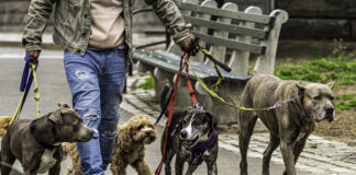 Ein Mann geht mit fünf Hunden, unterschiedlicher Rasse und Größe an der Leine spazieren. Die Hunde gehen ordentlich und befinden sich in einem Park. Bänke stehen am Wegesrand bereit.
