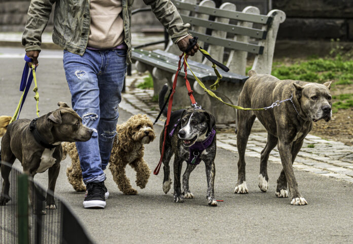 Ein Mann geht mit fünf Hunden, unterschiedlicher Rasse und Größe an der Leine spazieren. Die Hunde gehen ordentlich und befinden sich in einem Park. Bänke stehen am Wegesrand bereit.