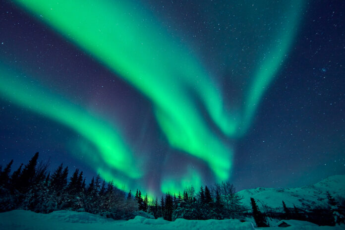 Grüne Polarlichter über dem Nachthimmel eines Waldes