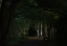 Ein dunkler Waldweg mit einigen beleuchteten Bäumen