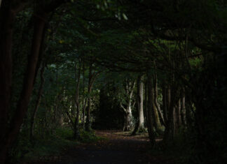 Ein dunkler Waldweg mit einigen beleuchteten Bäumen