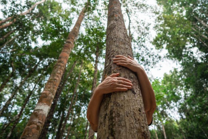 Eine Person umarmt einen großen Baum in einem Wald
