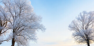 Schneebedeckte Bäume und Wiese im Sonnenschein.